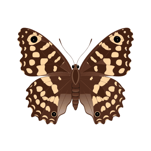 Orman Esmeri (Pararge aegeria)